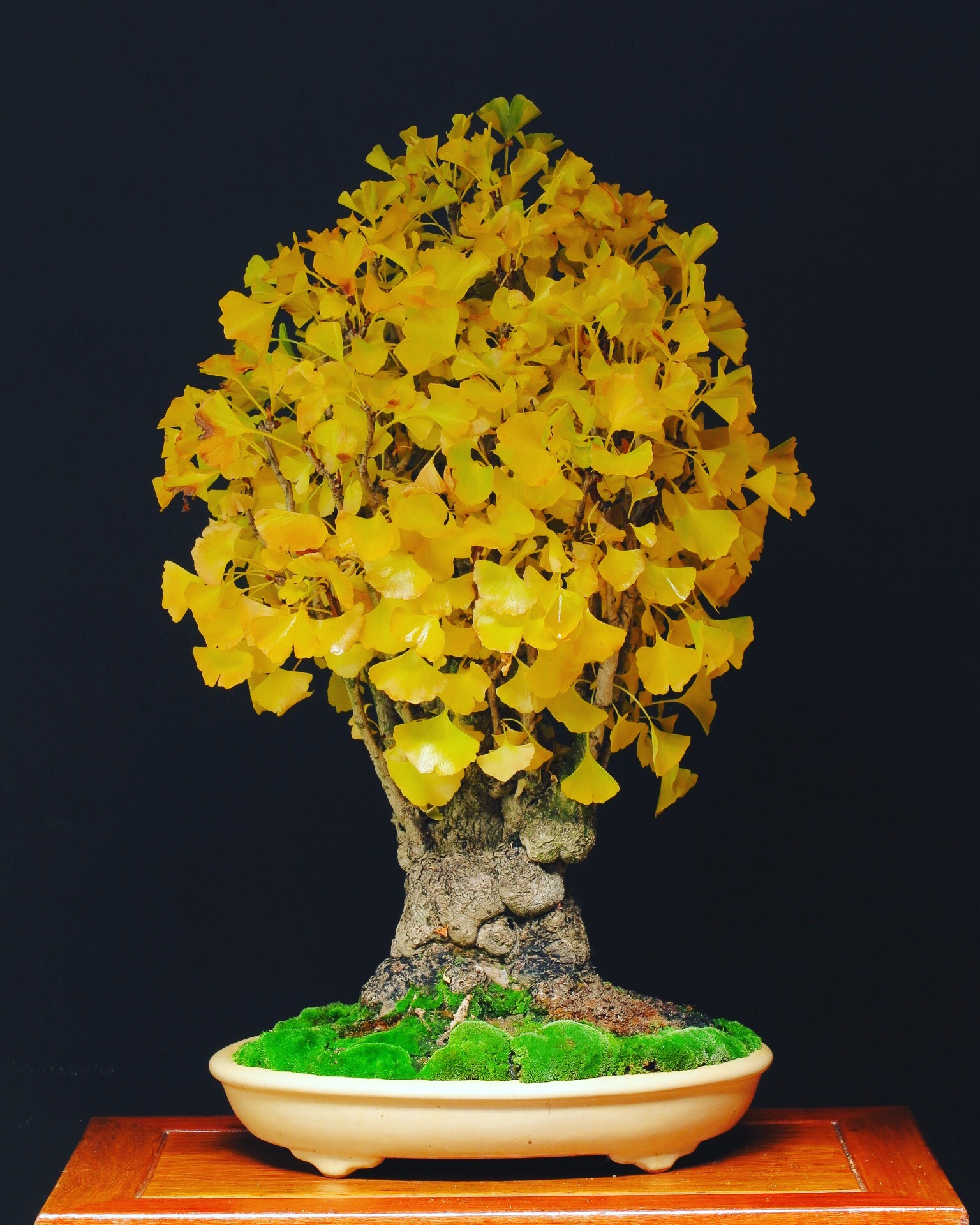 Ginkgo biloba